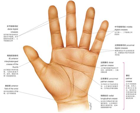 掌心有方格紋